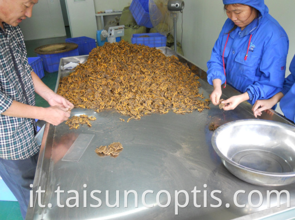 Chinese Herbal Medicines Wholesale Coptis